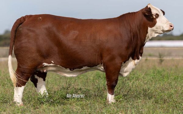 ALMA 20374