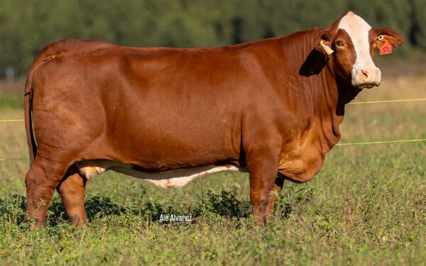 PILAGAS 27830