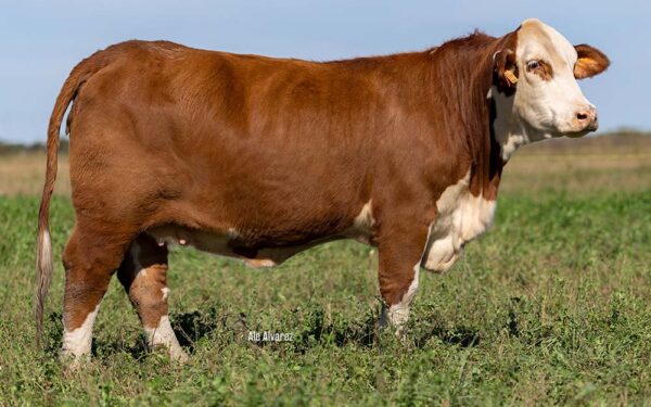 MARCABOTE 346M
